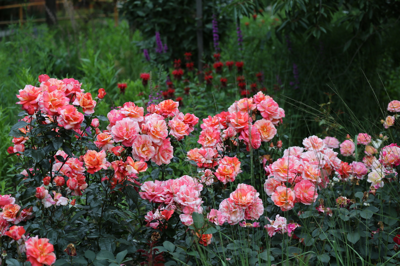 Розарии в садах NB-GARDEN