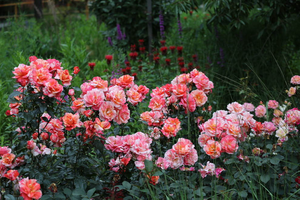 Розарии в садах NB-GARDEN