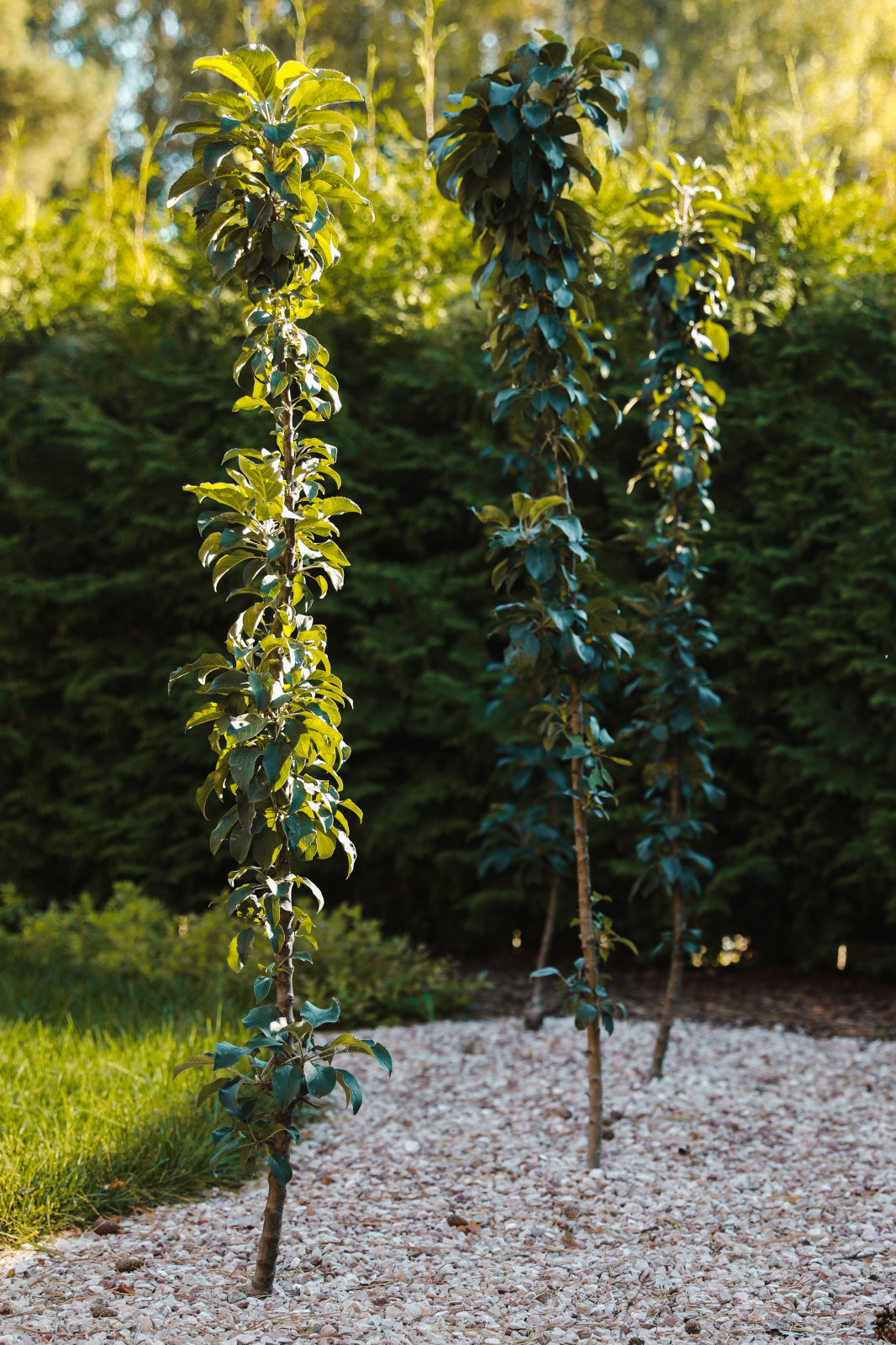 Участок 4 сотки, благоустройство и ландшафт