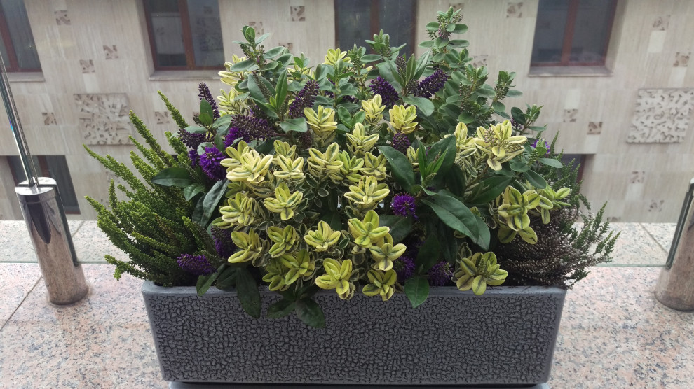 Сад на балконе