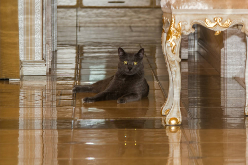 Элегантная классика на берегу Невы