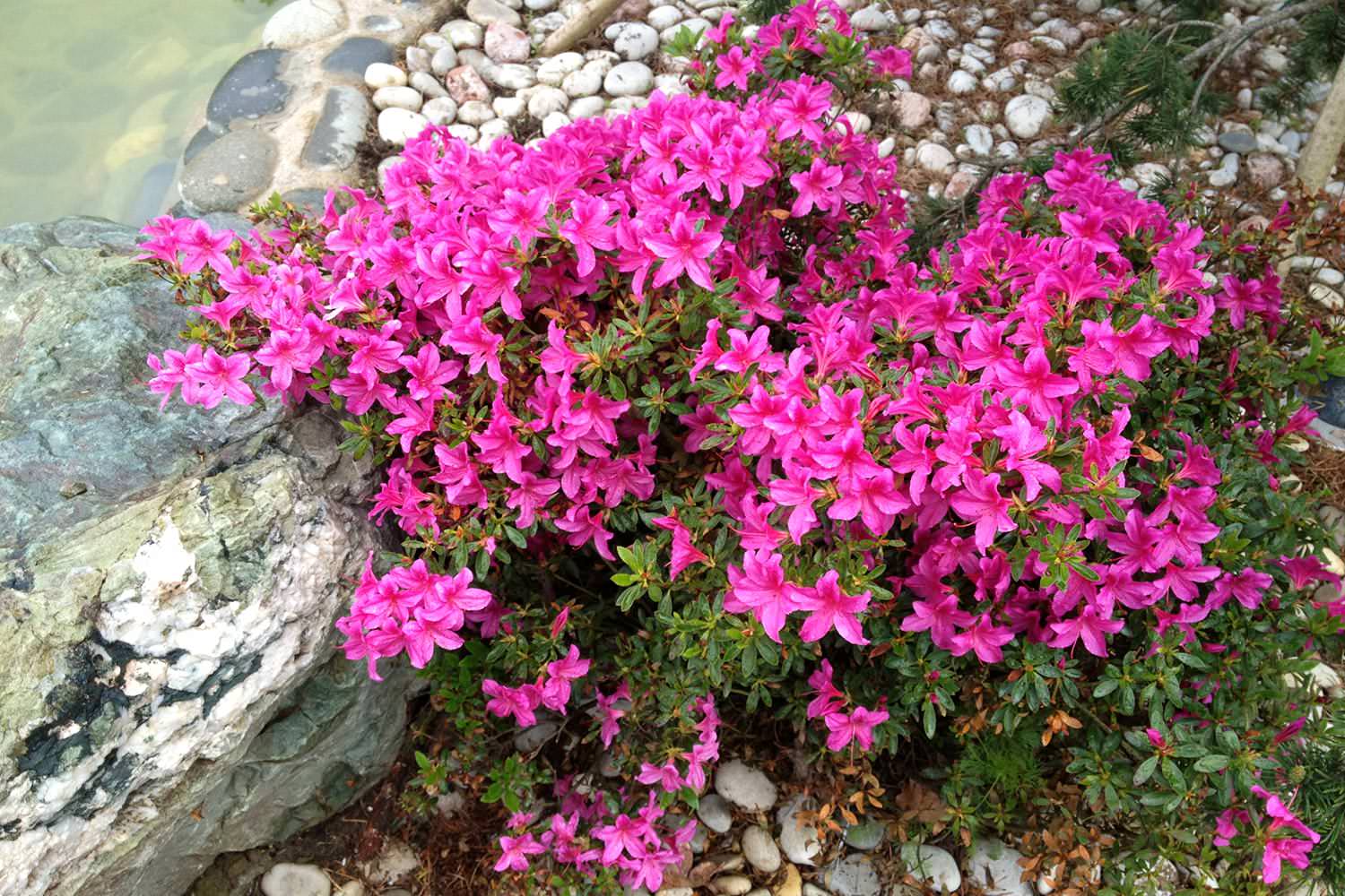 Ландшафтный сад с прудом в КП "Европа"