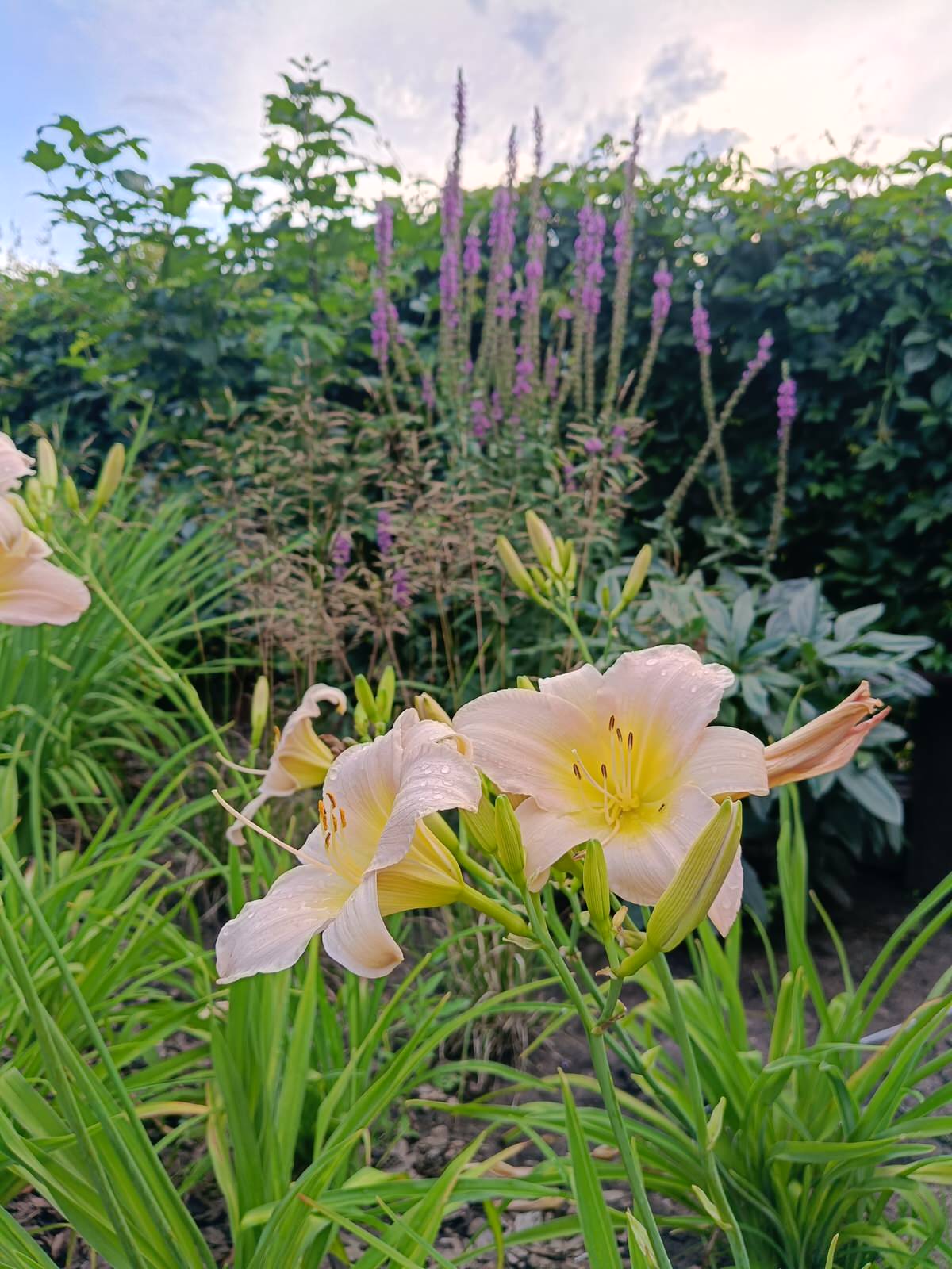 Современный цветник