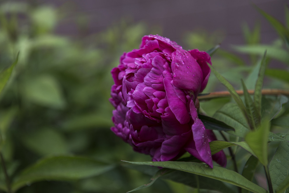 В гостях: Сад в идеальной форме... круга