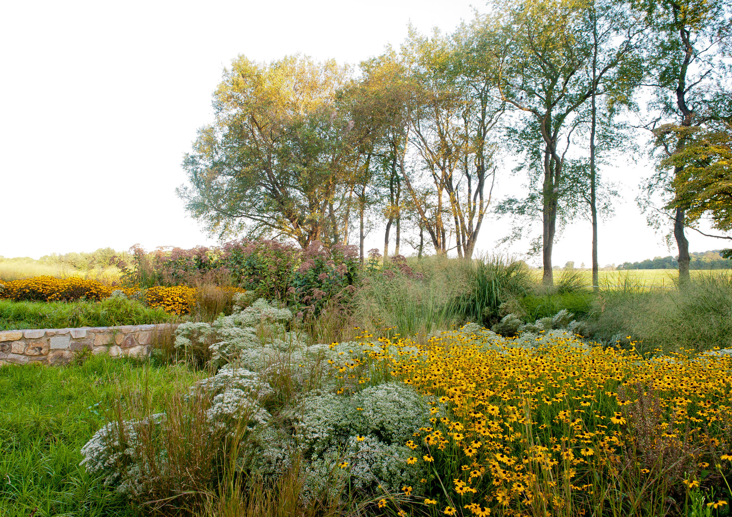Как правильно: Посадочный материал для сада «новой волны»