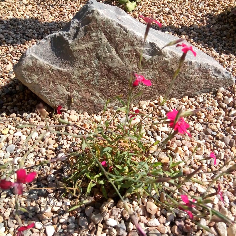 Берёзки и камни