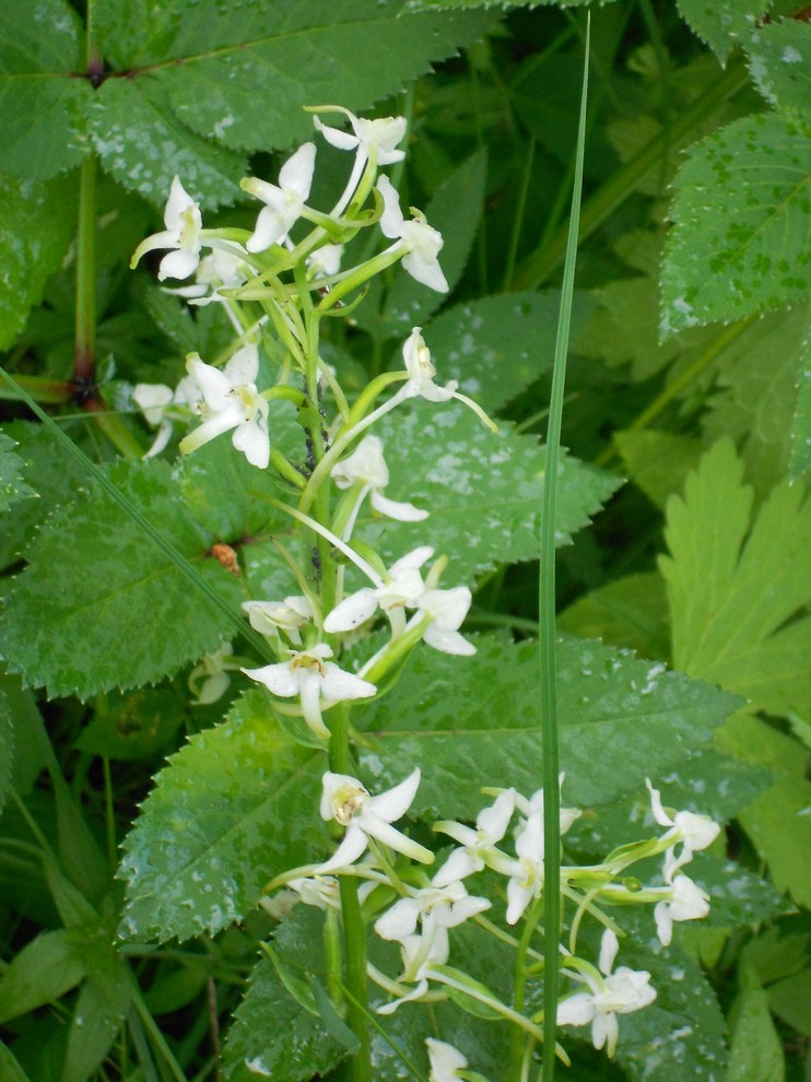Влага во благо: Что делать с сырым заболоченным участком