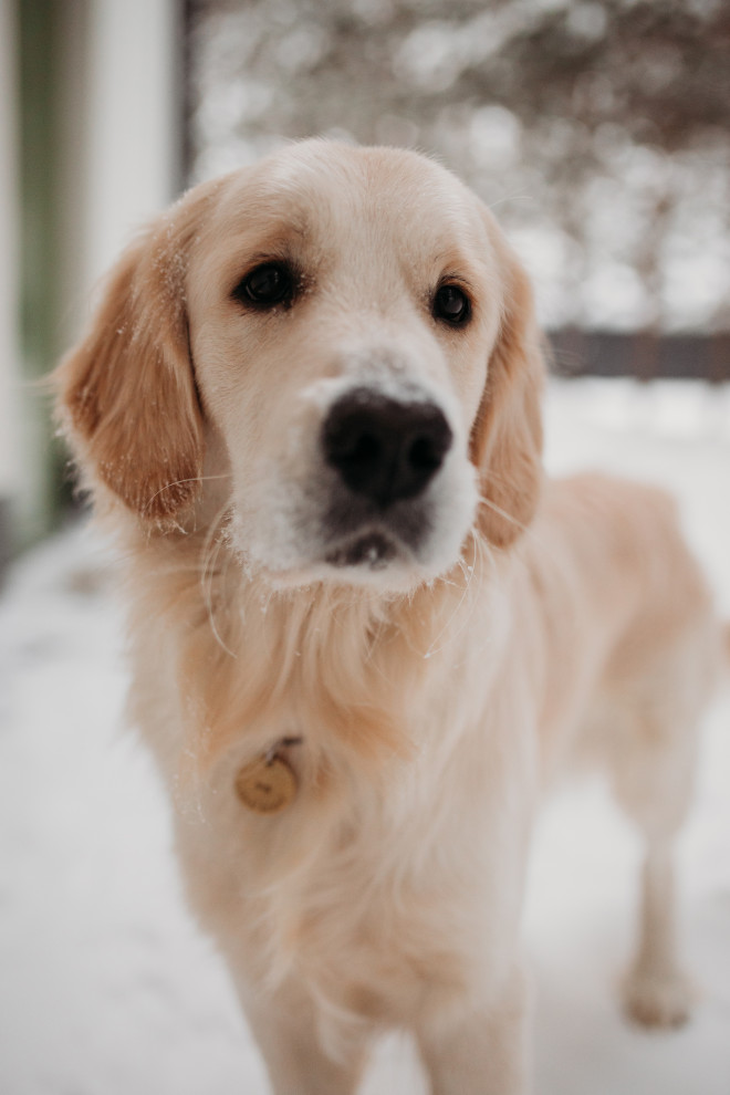 Обложка проекта: Дом в соснах