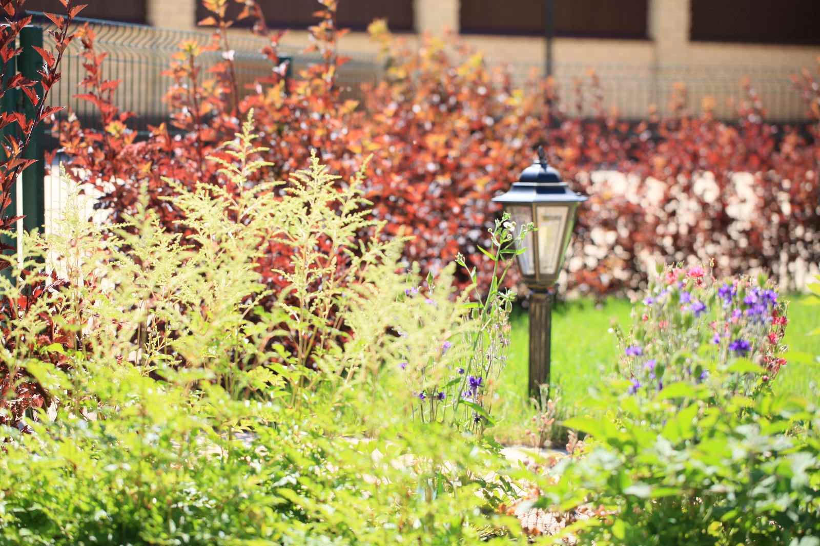 Сад с румянцем