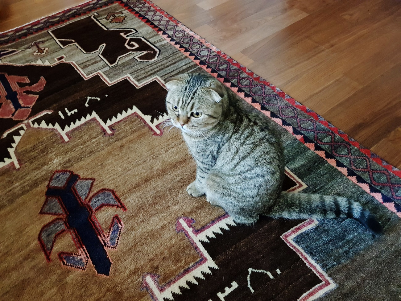 Золотой дождь