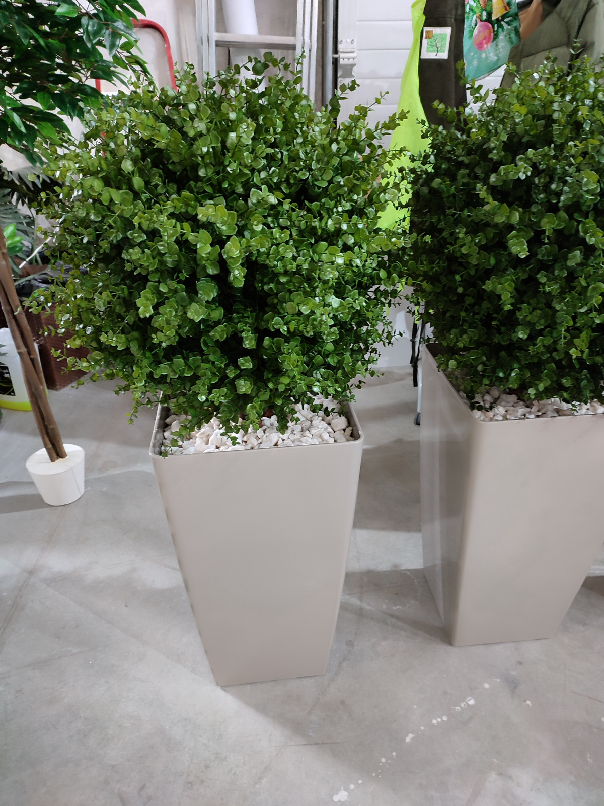 Растения для офисного пространства