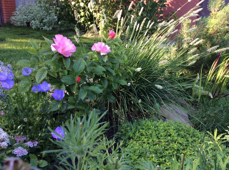 САДИК НА ЛАДОШКЕ (АЛЕНЬКИЙ ЦВЕТОЧЕК)