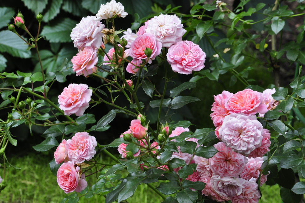 кп "Успенские дачи" - Уход за садом - 100% качество!