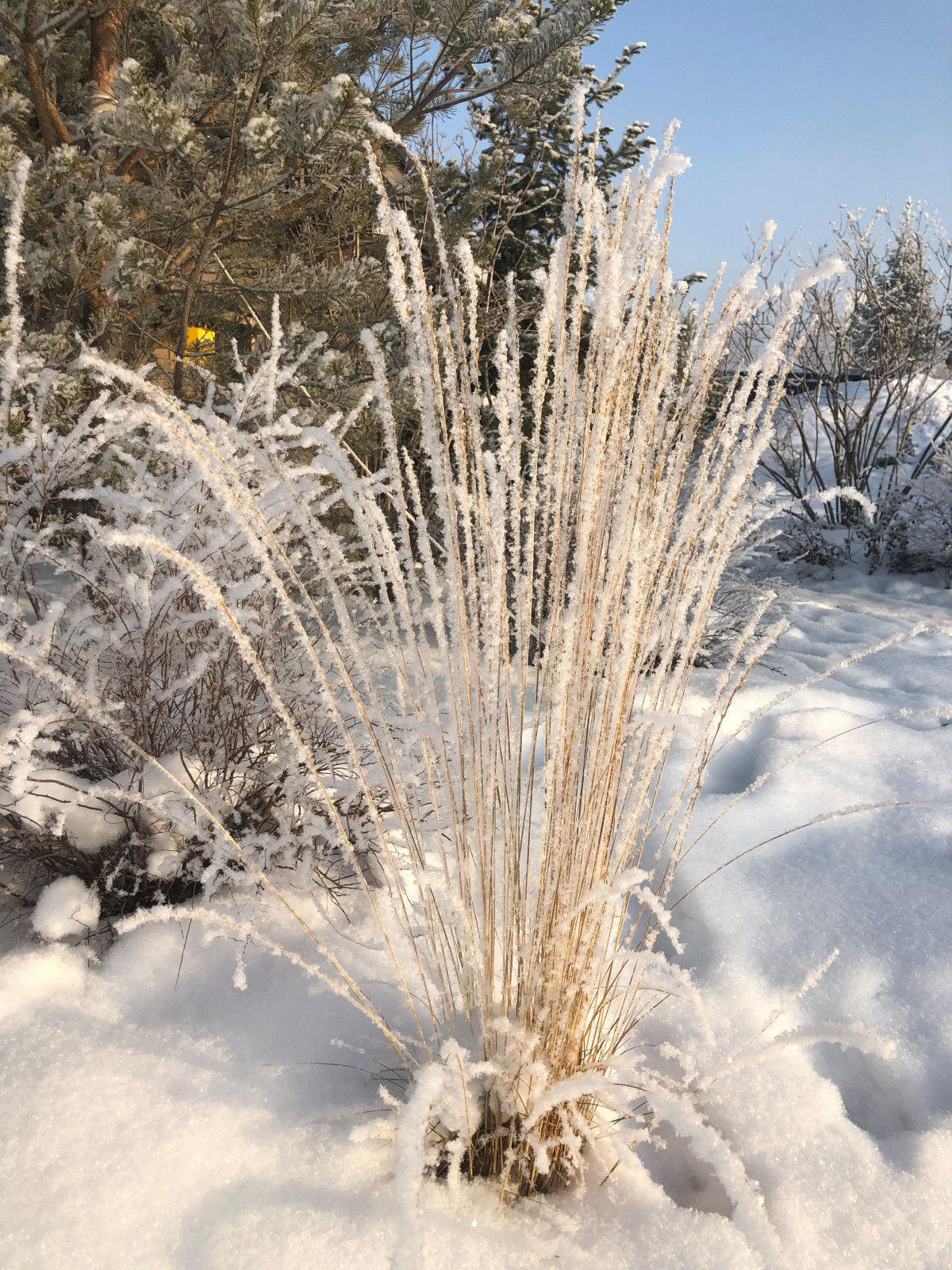 Сад Кроличья нора. Зима