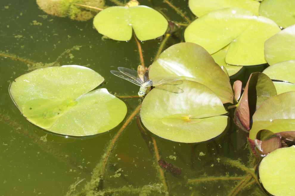 Реконструкция жилого дома в Таганроге