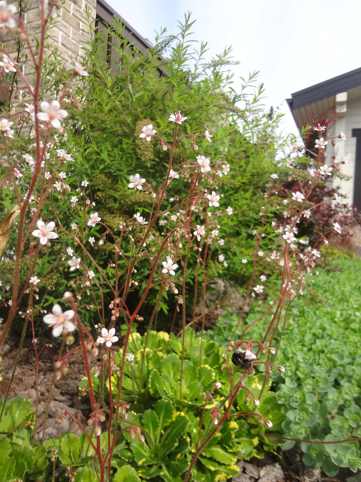 Сосновый бор