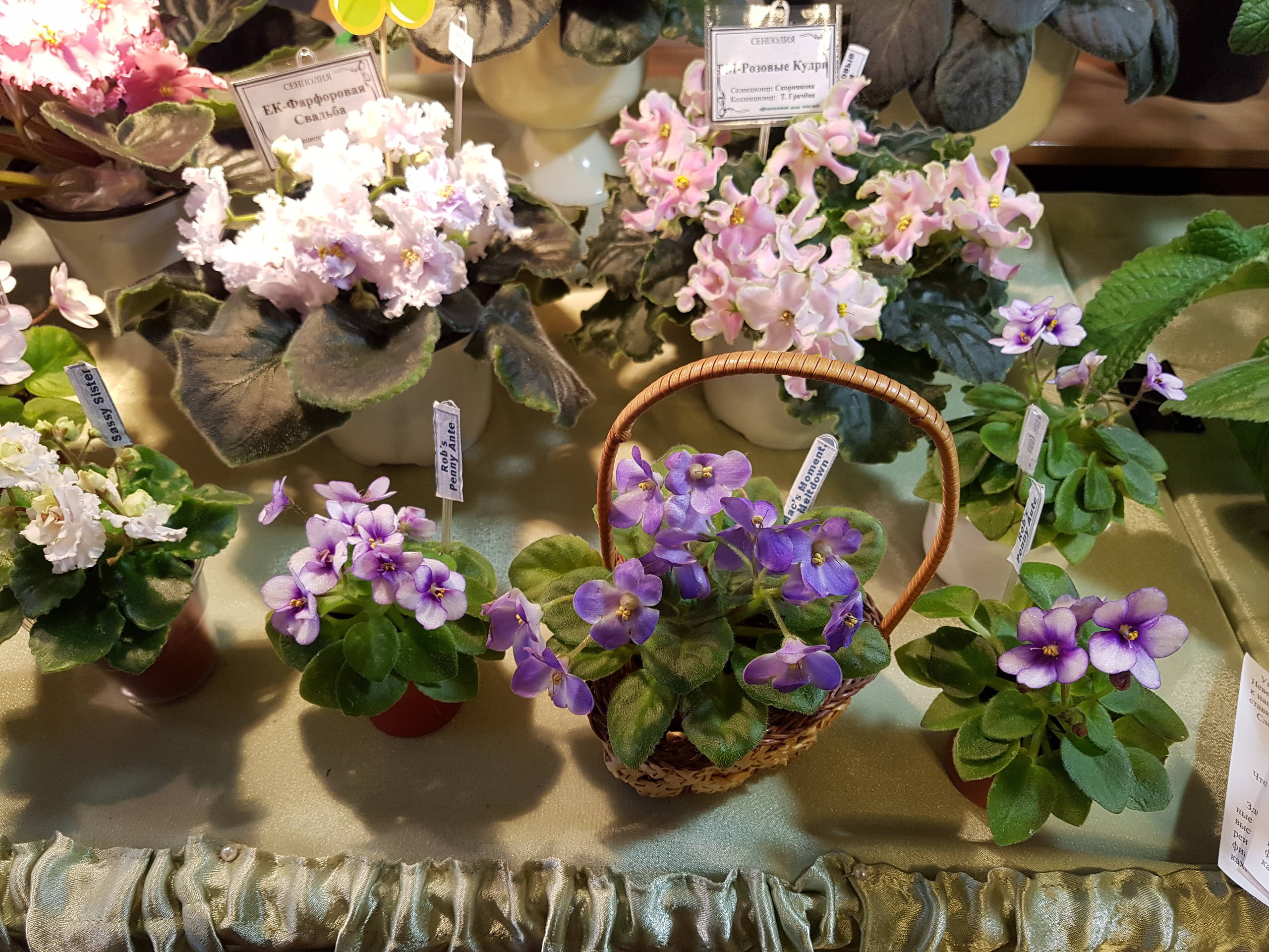 Растение месяца: Сенполия на подоконнике