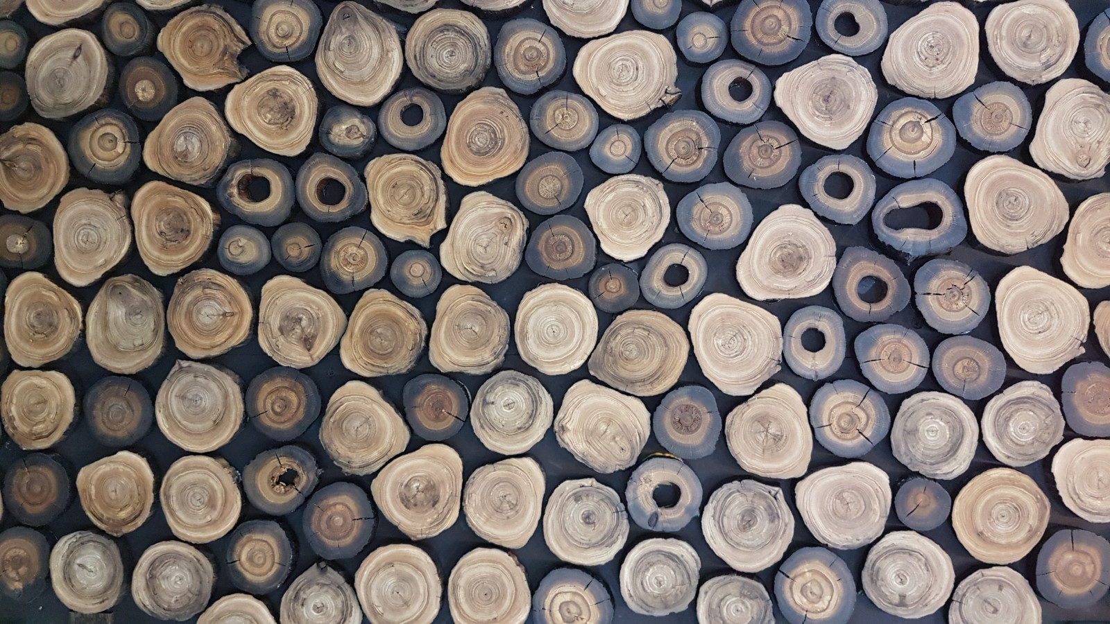 Срез дерева, массив мореного дуба