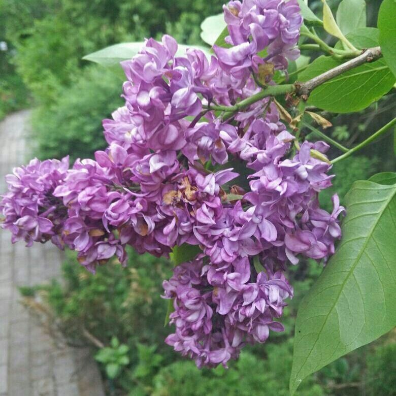 Как правильно: Выбрать и посадить сирень в своем саду