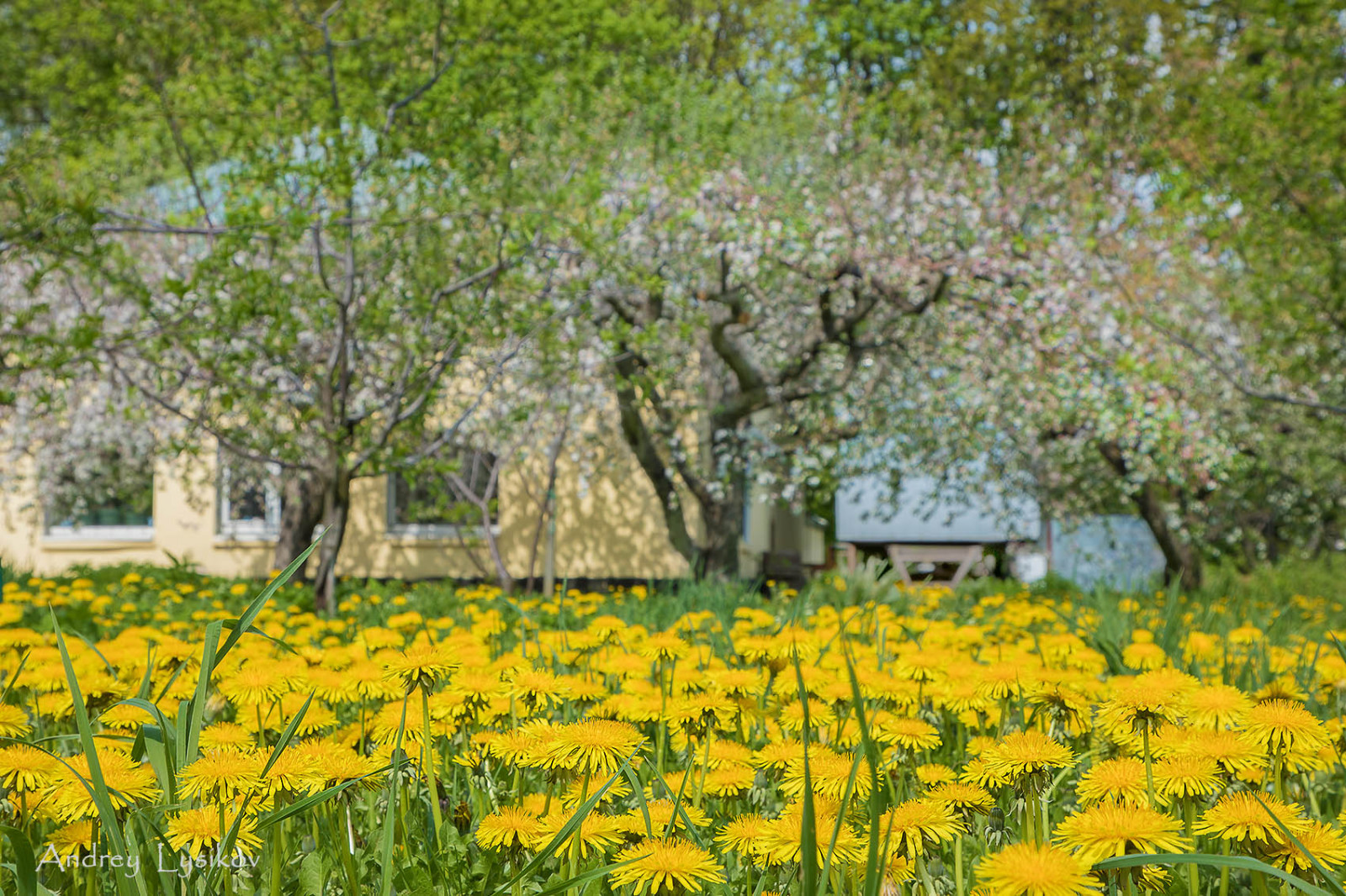 Плодовый сад МГУ