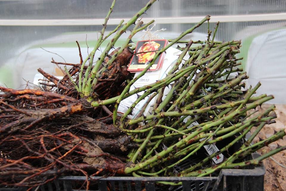 Розы в саду: Выбор места и посадка