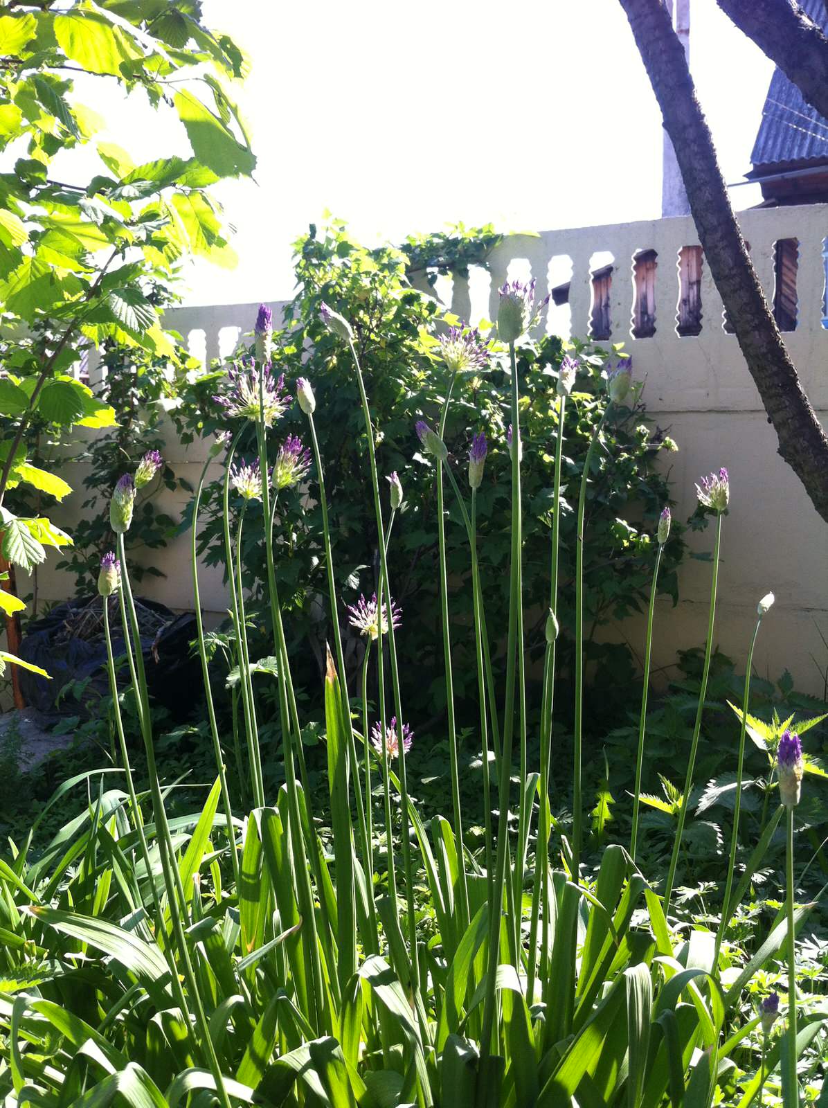 Сад на склоне. Реализация 2016 год