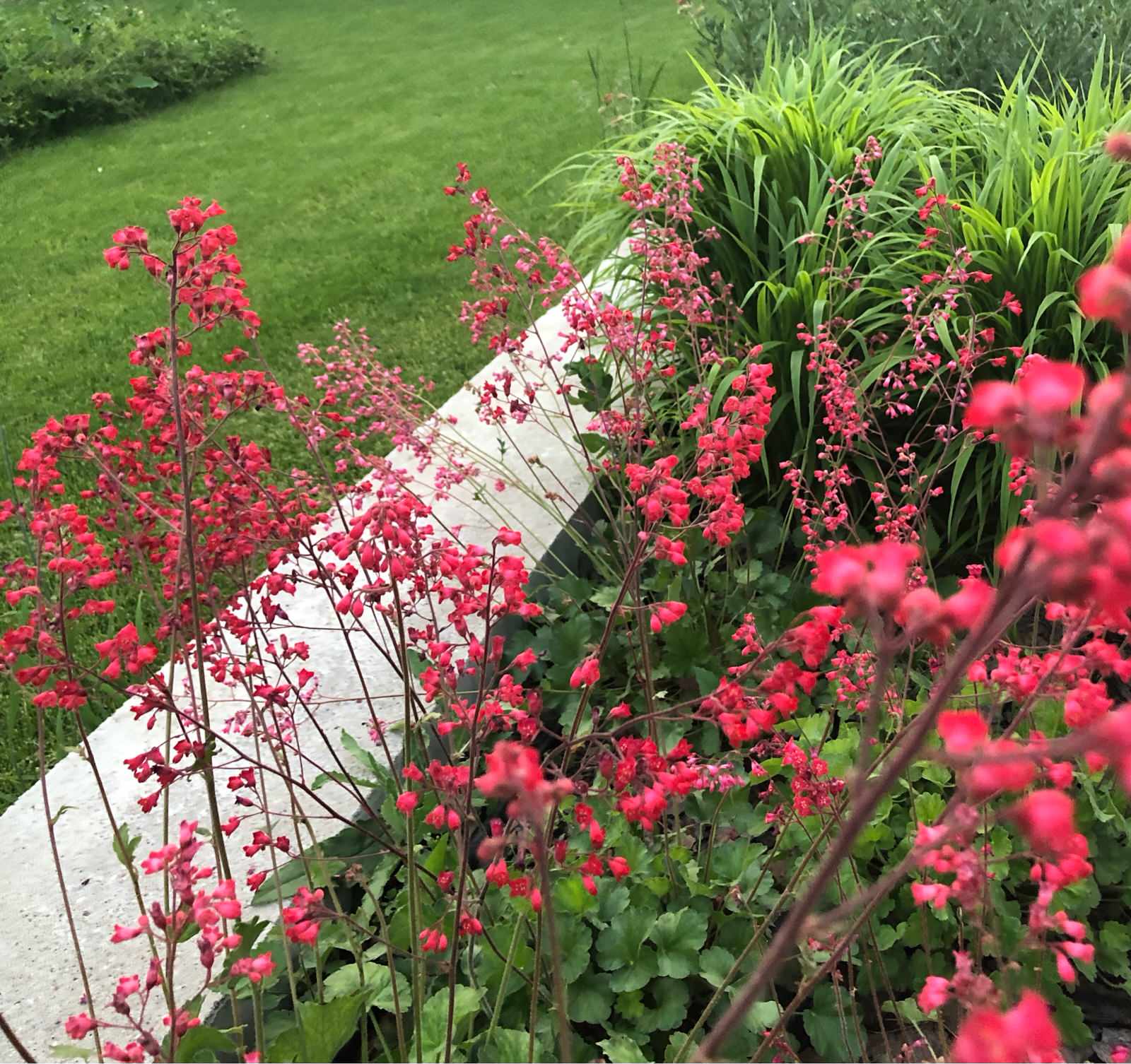 ДНП Ветеран