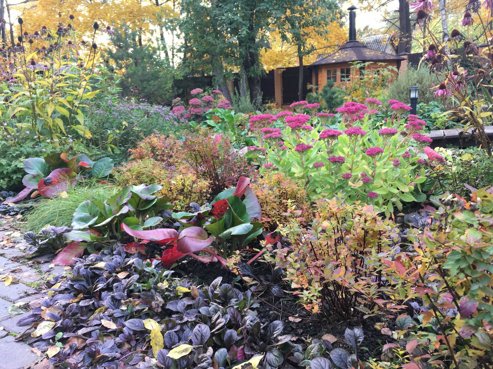 Белкин сад. Осень 2019