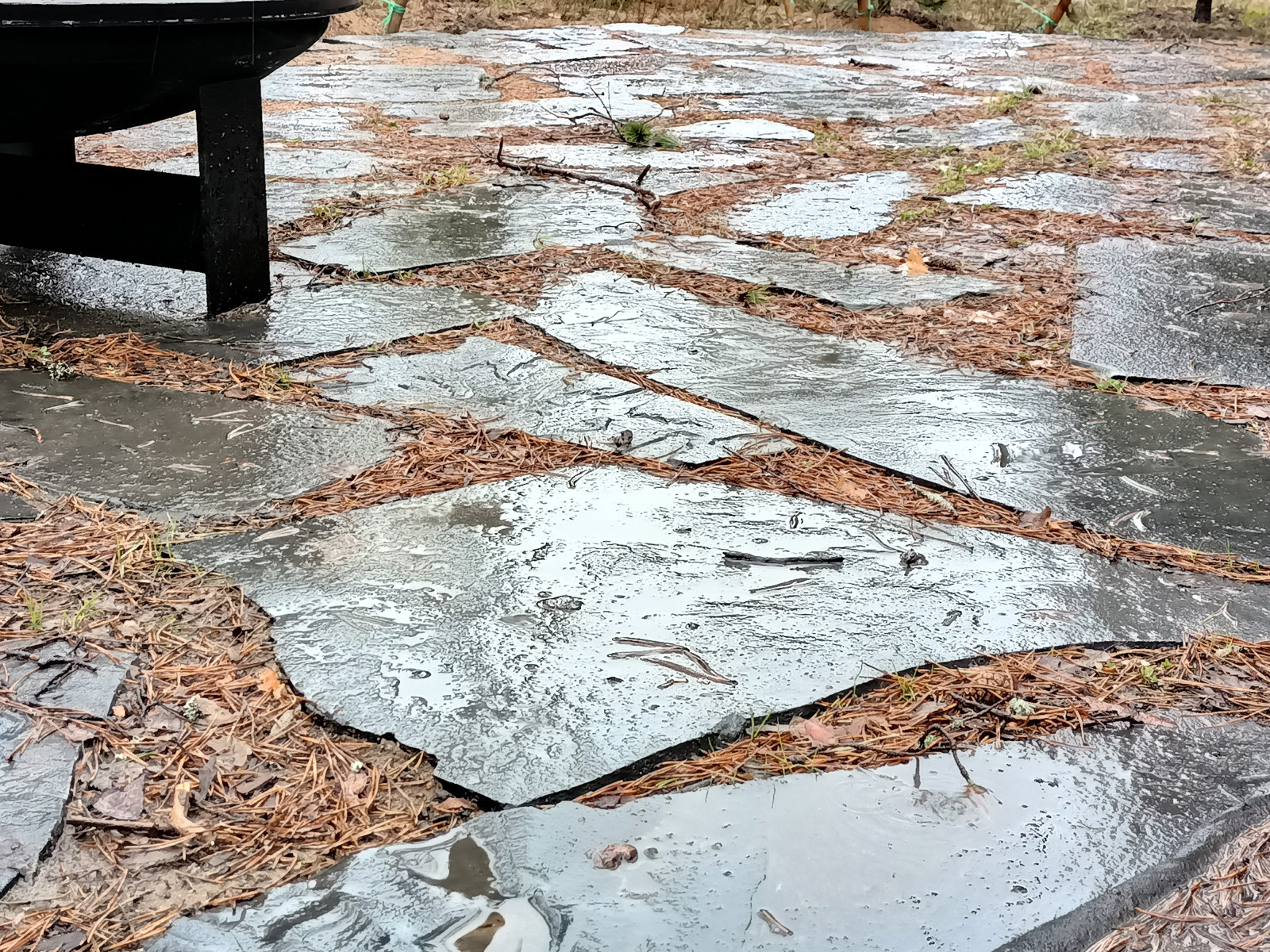 Участок в сосновом лесу, 2020г