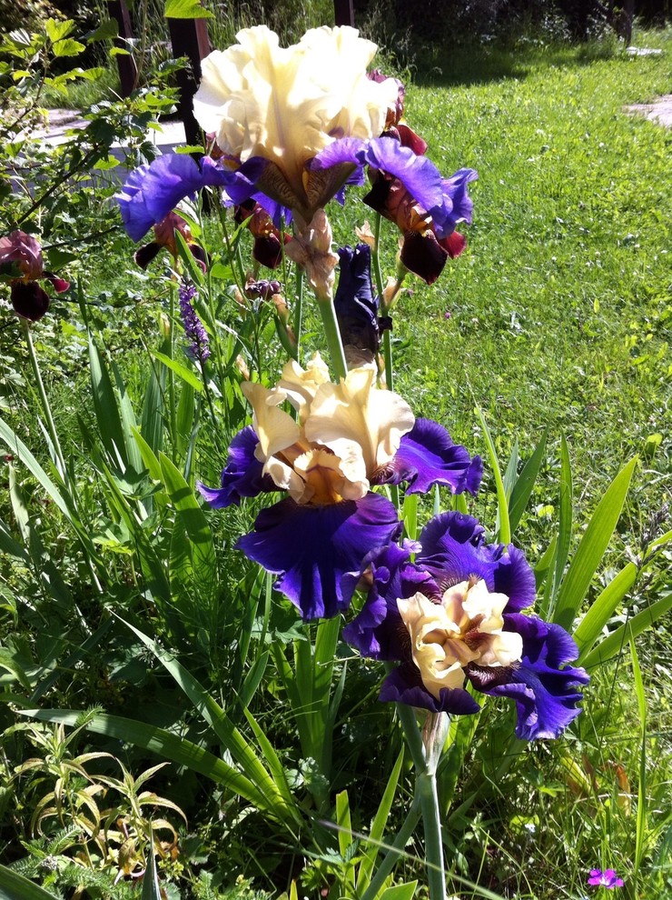 Цветок месяца: Ирис бородатый