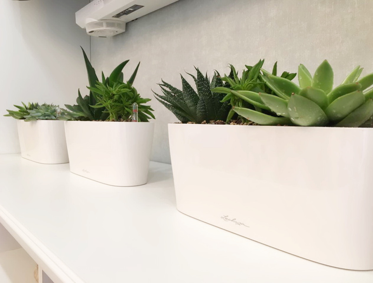 Озеленение частных квартир