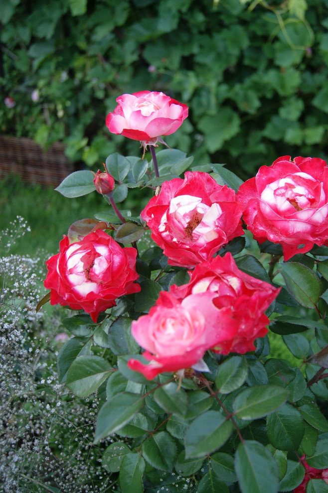 Как правильно: Выбрать саженцы роз для посадки