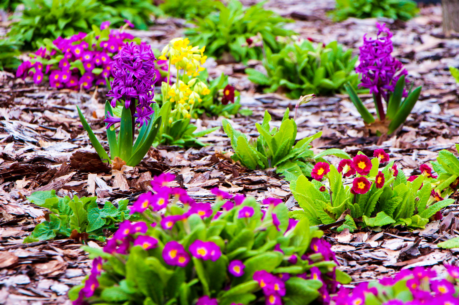 Горки-10, 2017-2020 г.г.