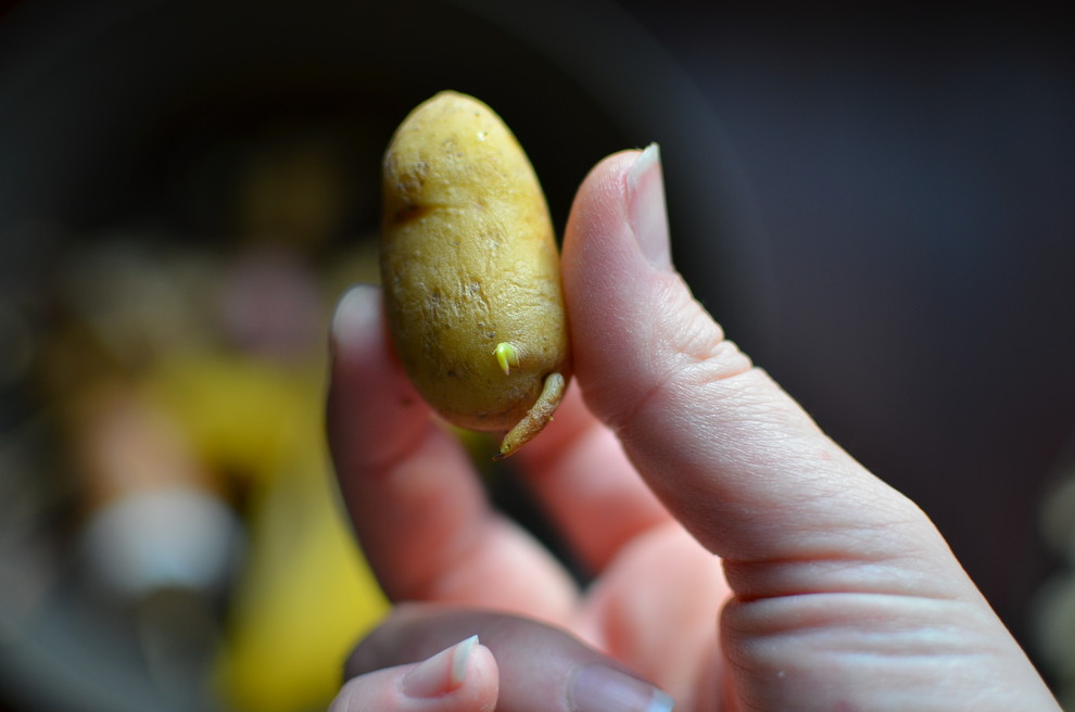 Весне дорогу: Садовый календарь на апрель