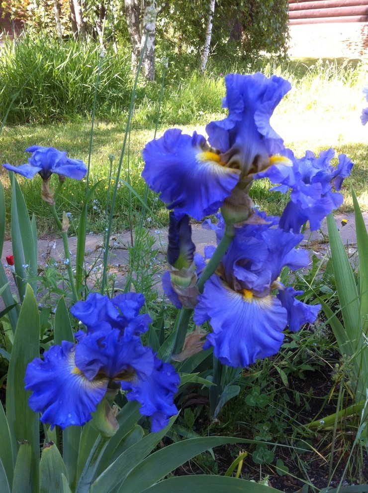 Цветок месяца: Ирис бородатый