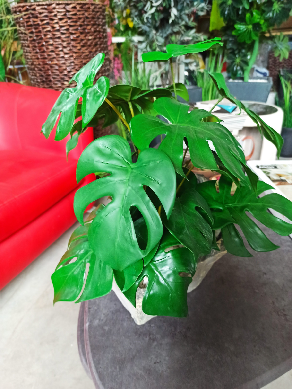 Монстера для частного интерьера