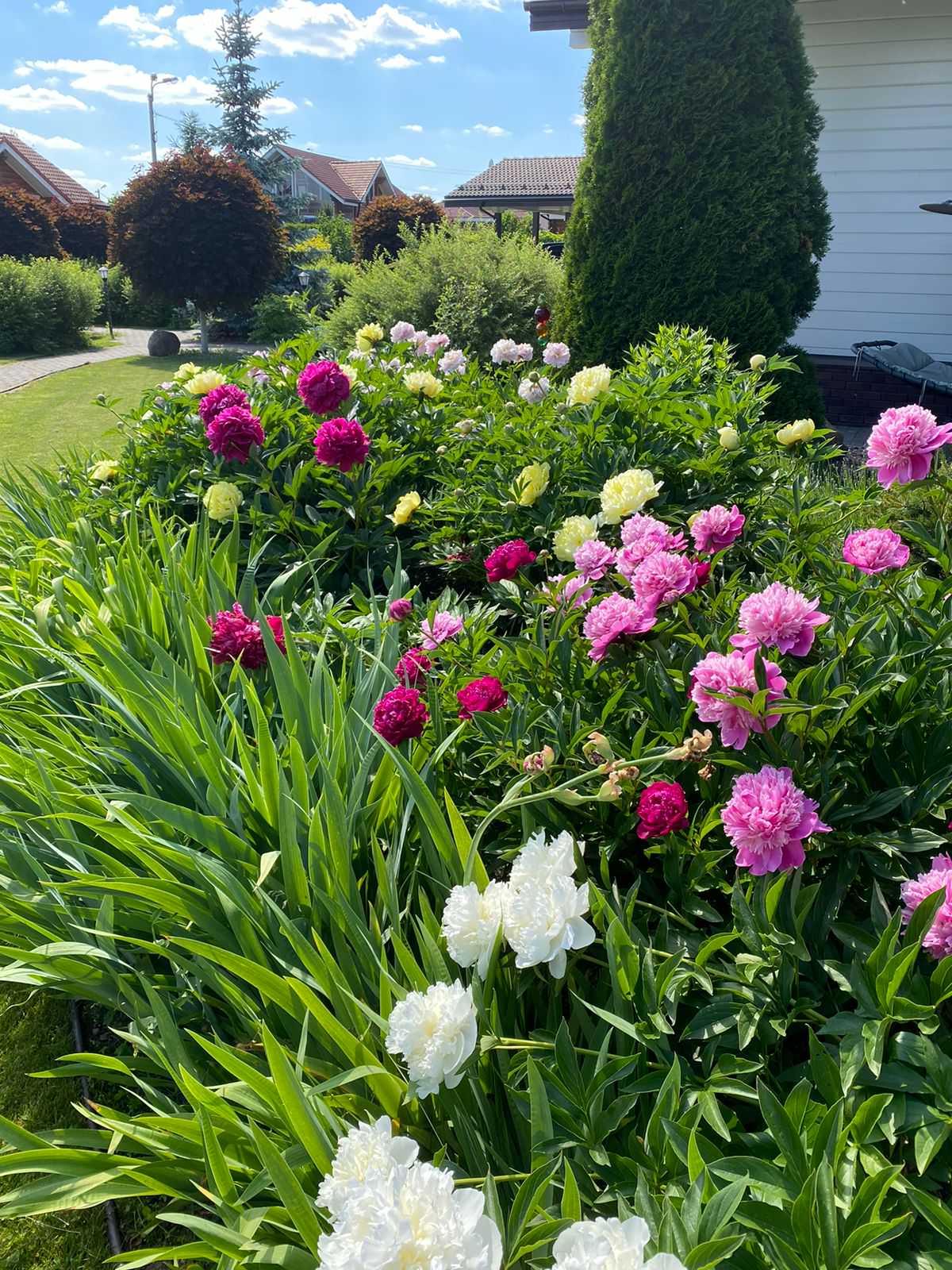 Обложка проекта: Ландшафтный дизайн и озеленение