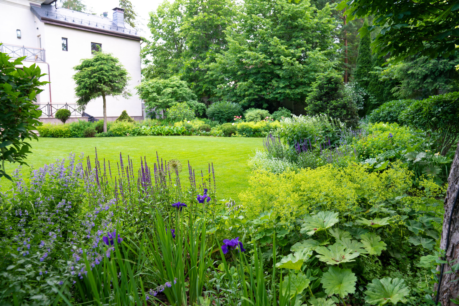 Очарование английского сада КП Балтия 2018 г