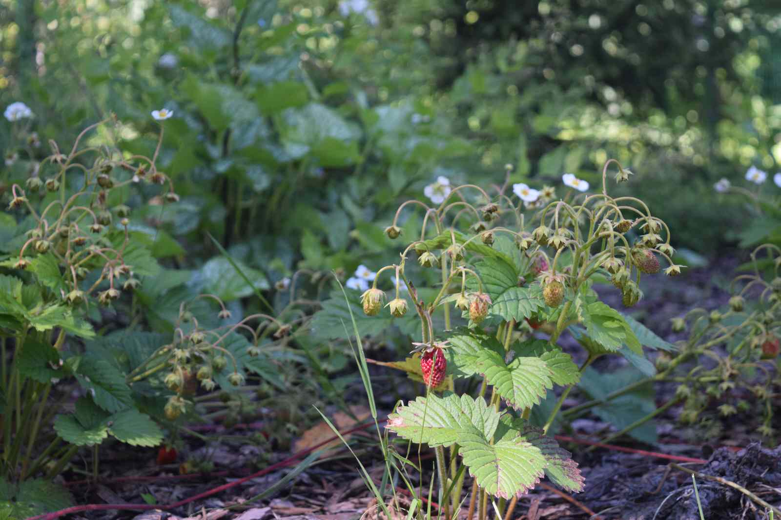 "Лесная сказка"