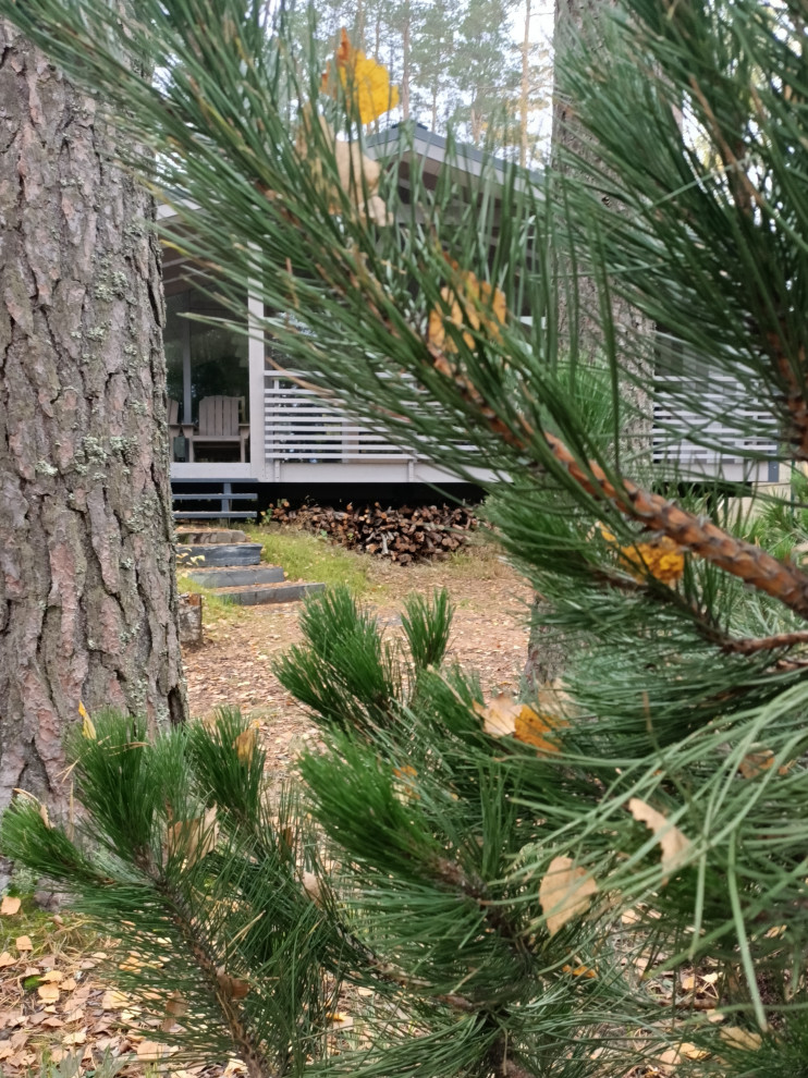 Участок в сосновом лесу, 2020