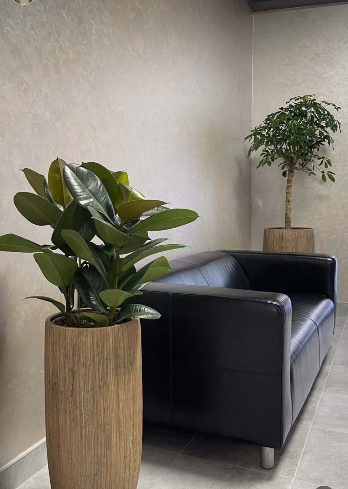 Обложка проекта: Озеленение офиса научно-производственного предприятия "ВЕГА"