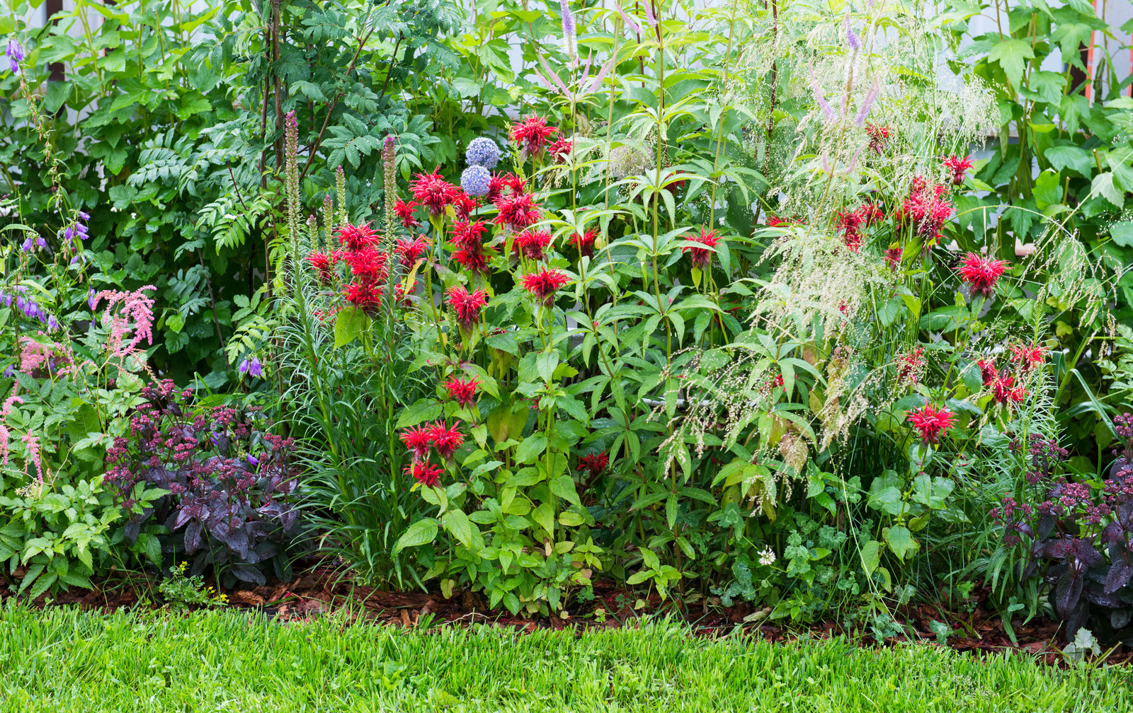 Обложка проекта: "Горячий" бордюр из многолетников