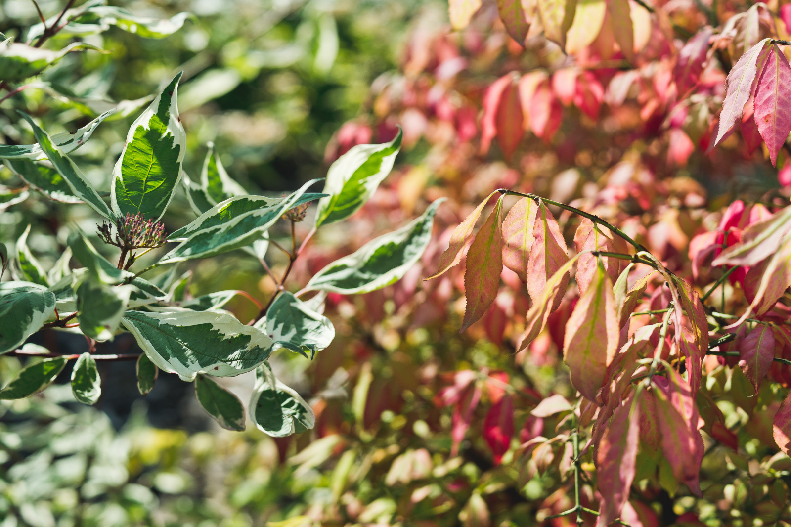Современный сад на Успенском шоссе