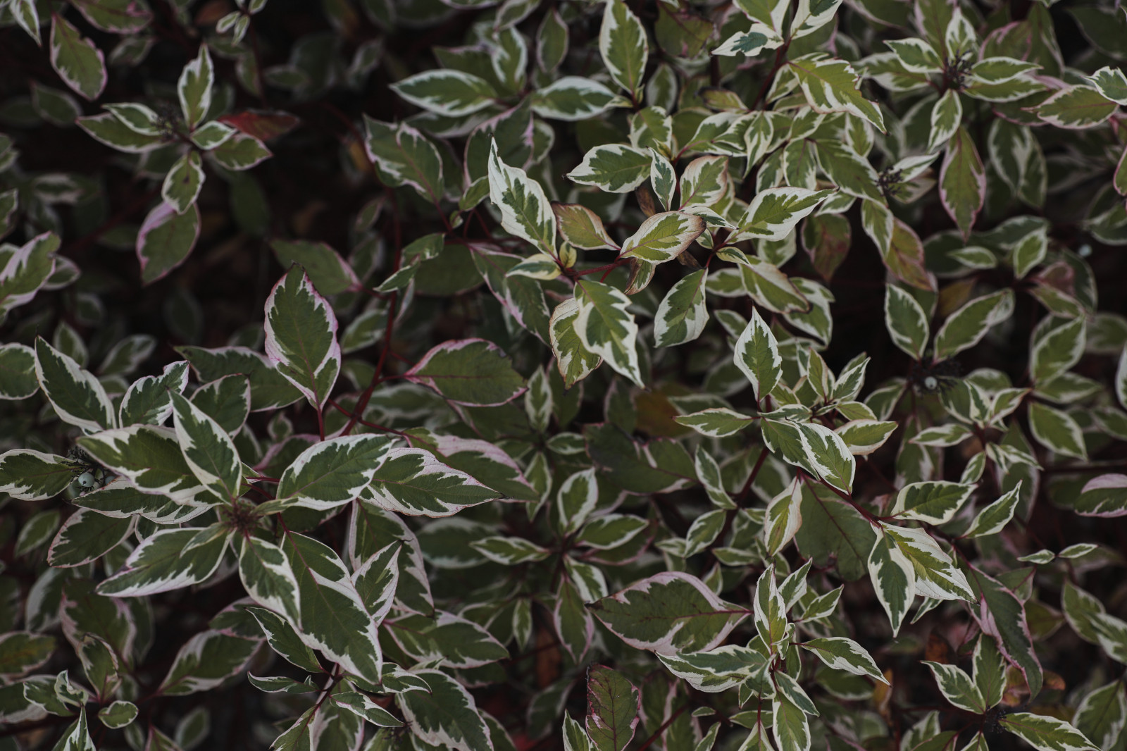 Оформление территории у офисного здания