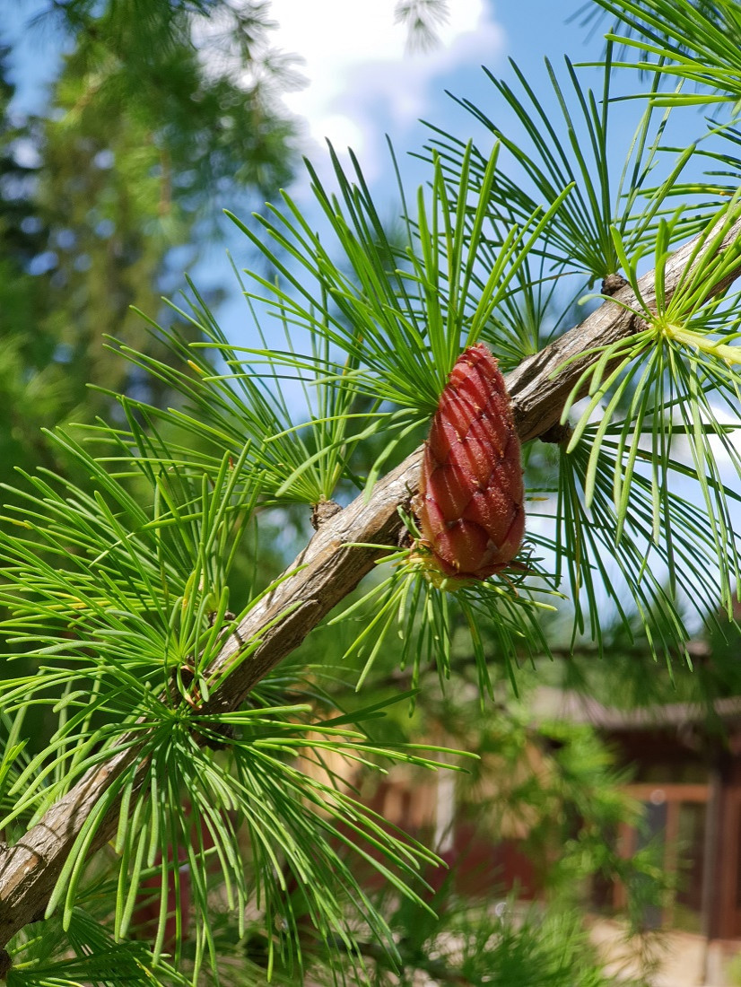 Лесная зона.
