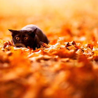 Натэлли Ковальска