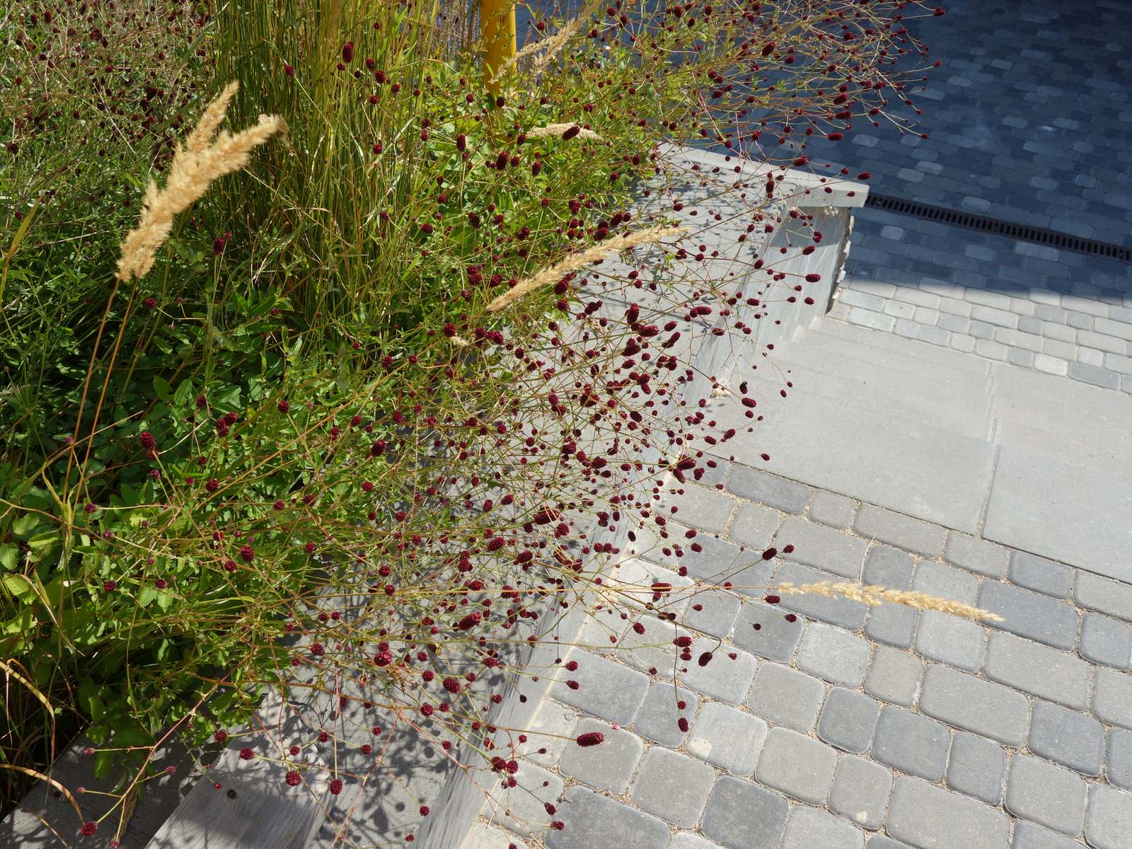 Сад с розами