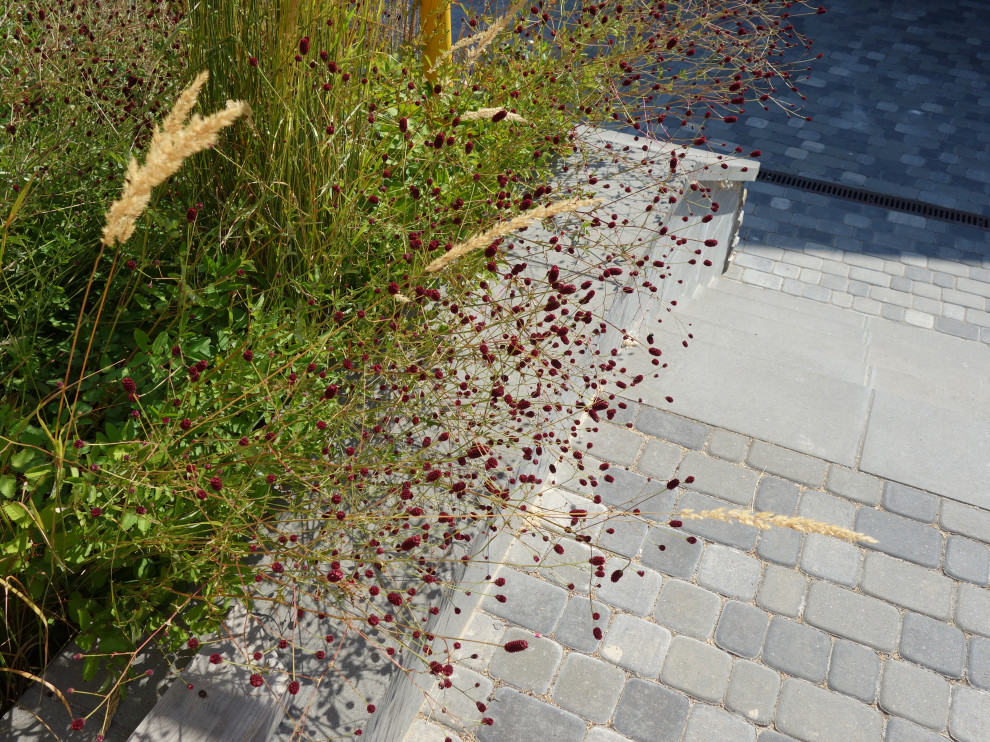 Сад с розами