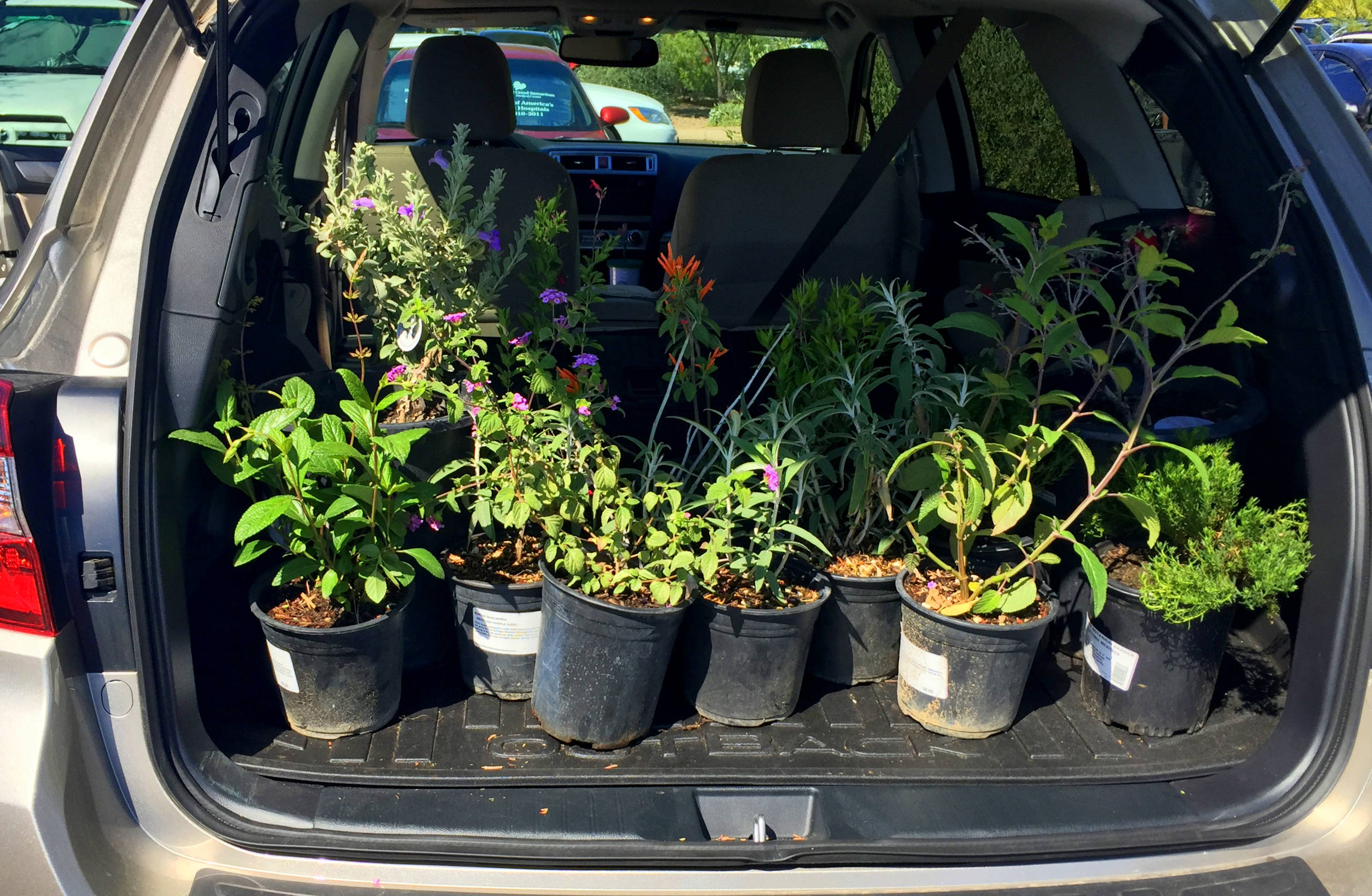 Для новичков: Когда сеять семена на рассаду — гид по месяцам