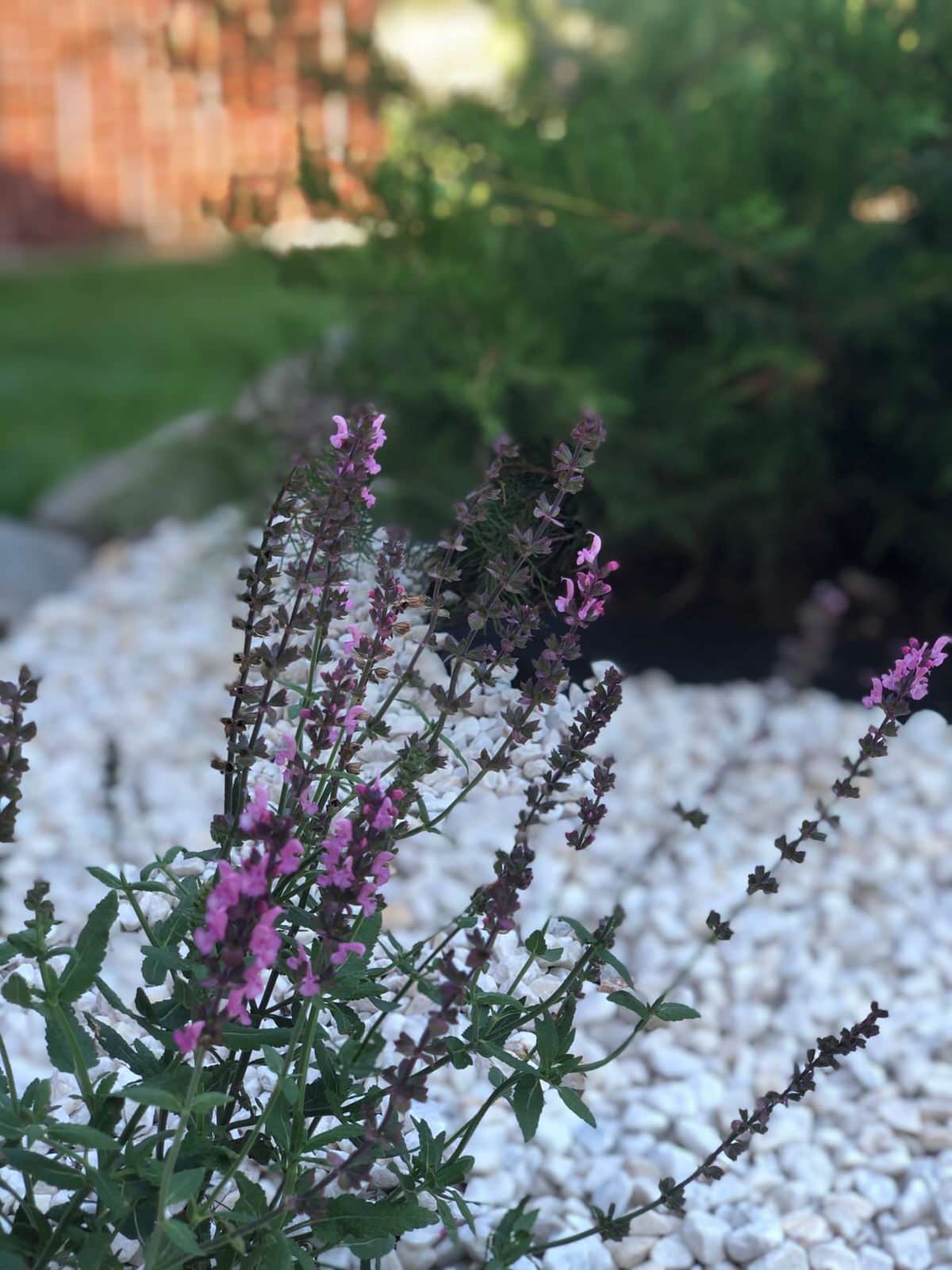 Проектирование цветников 2018-2020